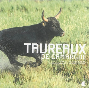 Taureaux de Camargue - Olivier Boura