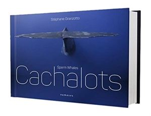 Cachalots. Sperm whales - Stéphane Granzotto