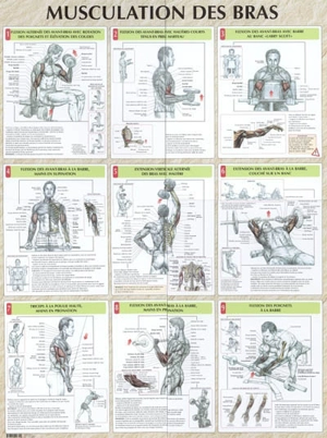 Musculation des bras - Frédéric Delavier