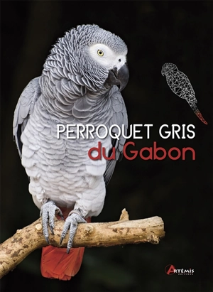 Perroquet gris du Gabon - Greg Glendell