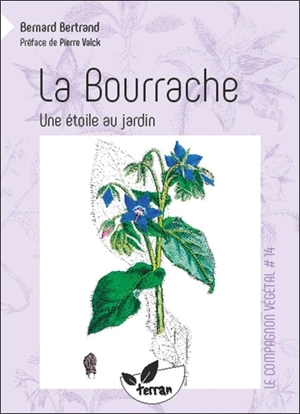 La bourrache : une étoile au jardin ! - Bernard Bertrand