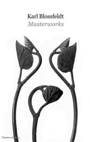 Karl Blossfeldt Masterworks - Karl Blossfeldt