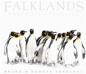 Falklands : manchots. Falklands : penguins - Bruno Sénéchal