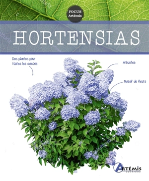 Hortensias - Gérard Sasias