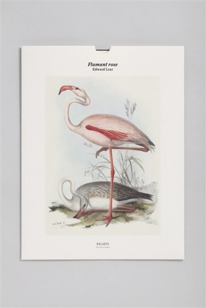 Flamant rose - Edward Lear