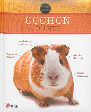 Cochon d'Inde - Petra Dietz