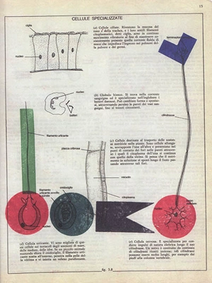 Biologia grafica : extrait - Gianpaolo Pagni