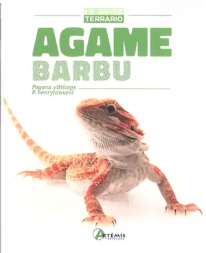 Agame barbu : Pogona vitticeps, P. henrylawsoni - Philip Purser