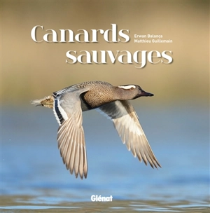 Canards sauvages - Matthieu Guillemain