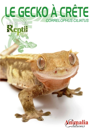 Le gecko à crête : correlophus ciliatus - Stéfanie Bach