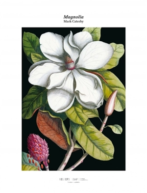 Magnolia - Mark Catesby