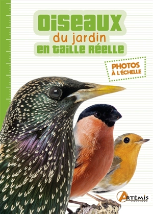 Oiseaux du jardin en taille réelle