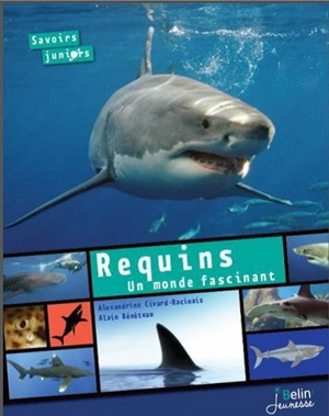 Requins, un monde fascinant - Alexandrine Civard-Racinais