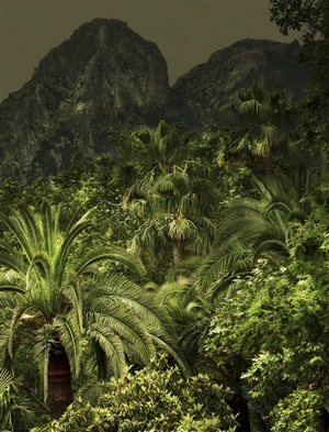Jungles - Olivia Lavergne